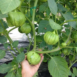 Tomatillo 'Verde Puebla' Seeds