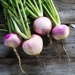 Turnip - Purple Top