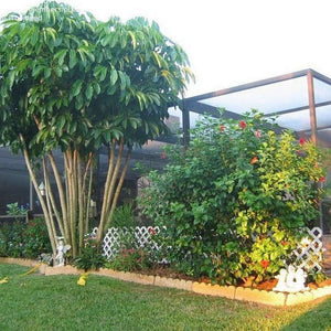 schefflera arboricola outdoors Schefflera Arboricola 'Dwarf Umbrella Tree' Seeds – D&H Seed Harvest Co