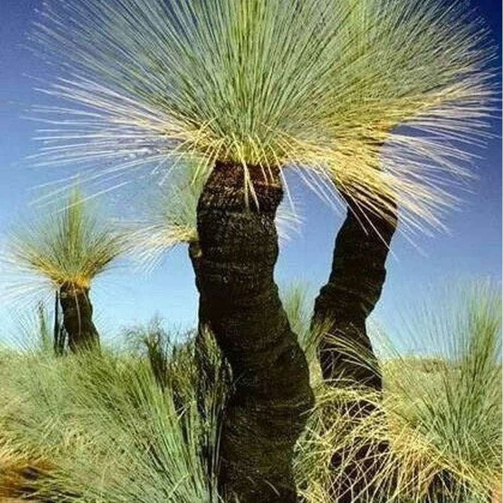 Xanthorrhoea Australis ‘ Grass Tree’ – D&H Seed Harvest Co
