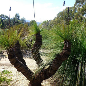 Xanthorrhoea Australis ‘ Grass Tree’