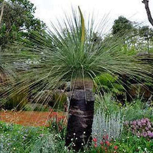 Xanthorrhoea Australis ‘ Grass Tree’