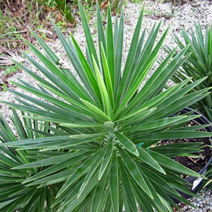 Yukka 'Aloifolia'