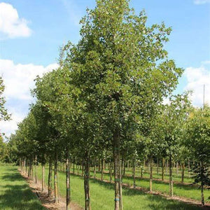 Acer Monspessulanum 'Montpellier Maple' Seeds