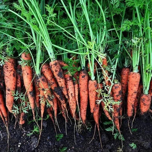 Carrot 'All Seasons' Seeds