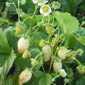 white alpine strawberry seeds Strawberry 'White Soul' Seeds – D&H Seed Harvest Co