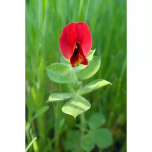 Tetragonolobus Purpureus ' Asparagus Pea - Bright Red Flowers' Seeds