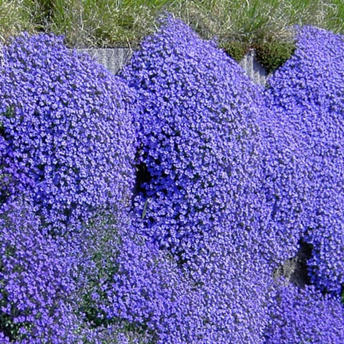 Aubrieta 'Hybrida Blue' Seeds