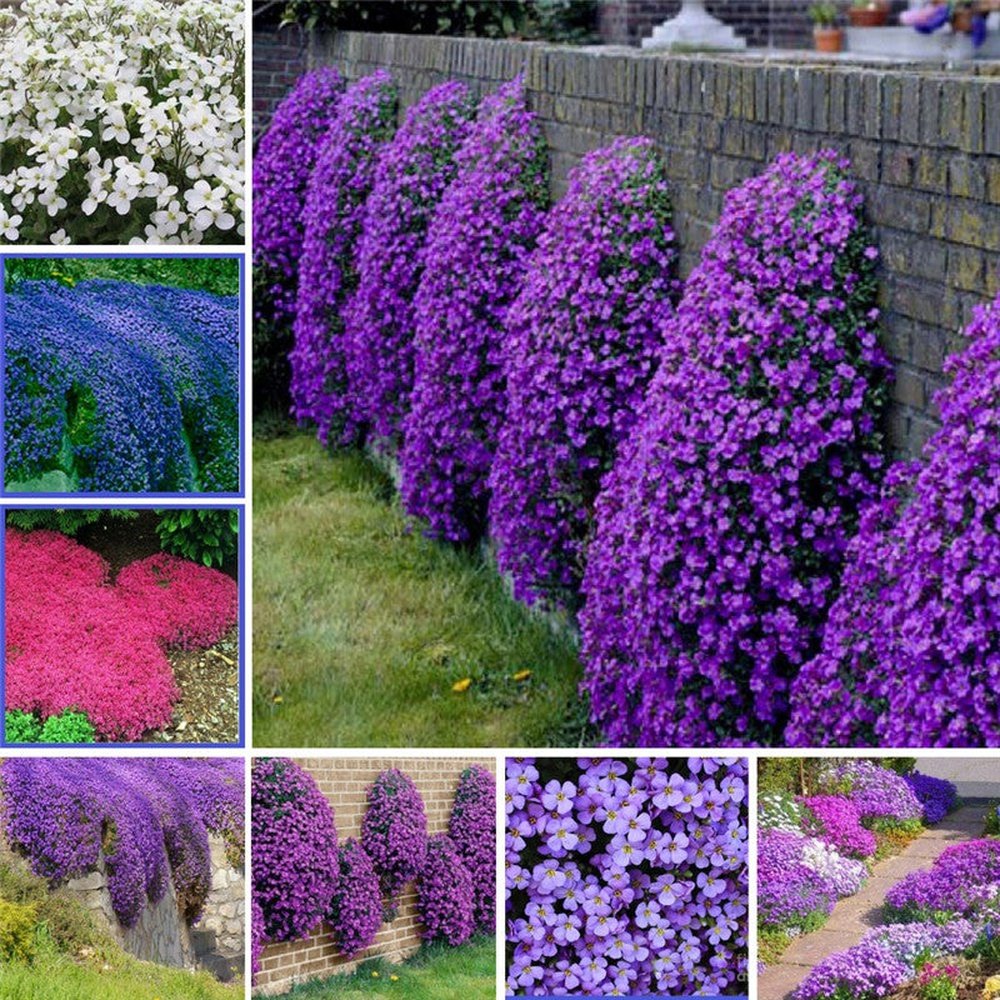 planting aubrieta seeds Aubrieta 'Hybrida Mix' Seeds – D&H Seed Harvest Co