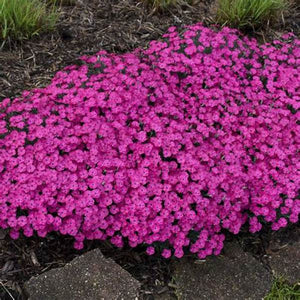 Aubrieta 'Hybrida Pink' Seeds