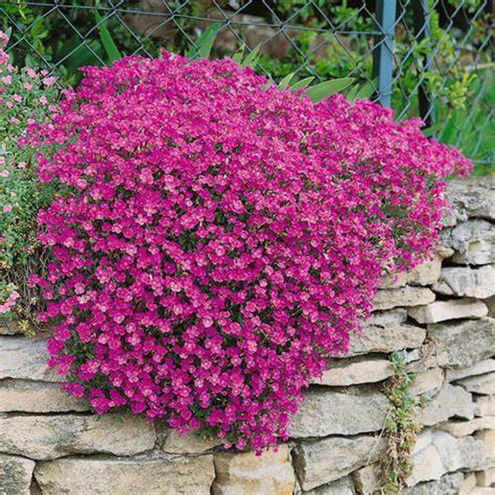 Aubrieta 'Hybrida Pink' Seeds – D&H Seed Harvest Co