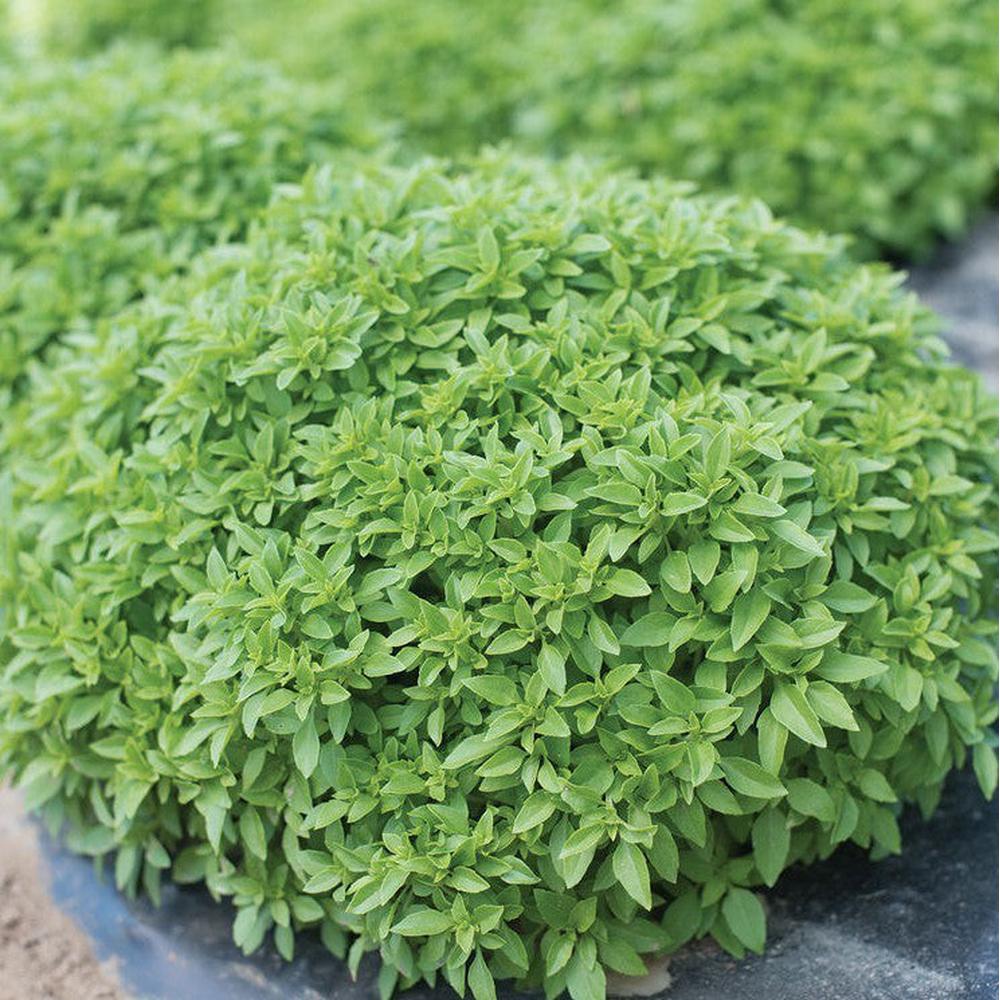 Basil Fine Leaf Dwarf Seeds D H Seed Harvest Co