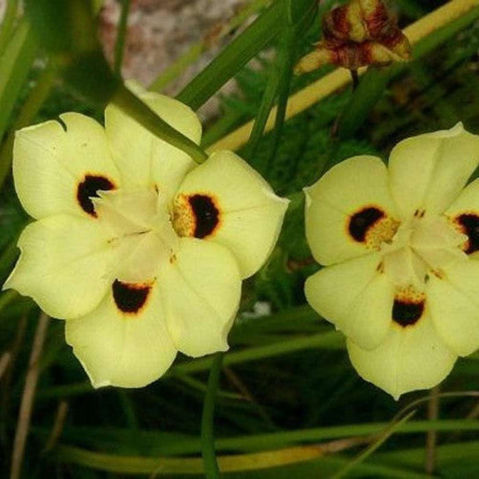 Dietes Bicolor 'Butterfly Iris' Seeds