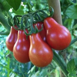 Tomato 'Big Pear' Seeds