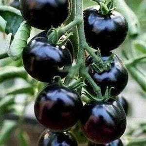 Tomato Heirloom 'Black Cherry' Seeds