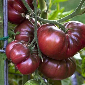 Tomato 'Black Krim' Seeds