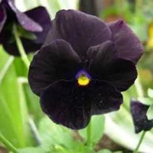 Pansy 'Clear Crystal Black' Seeds