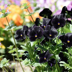 Pansy 'Clear Crystal Black' Seeds