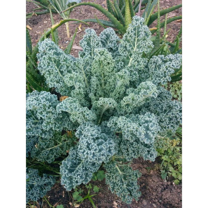 Kale 'Dwarf Blue Curled' Seeds