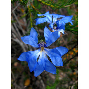 Lechenaultia Biloba 'Blue Lechenaultia' Seeds