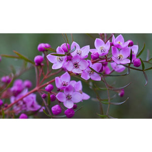 Boronia ovata 'Pink Flowers' Seeds