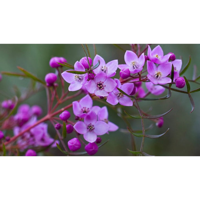 Boronia ovata 'Pink Flowers' Seeds