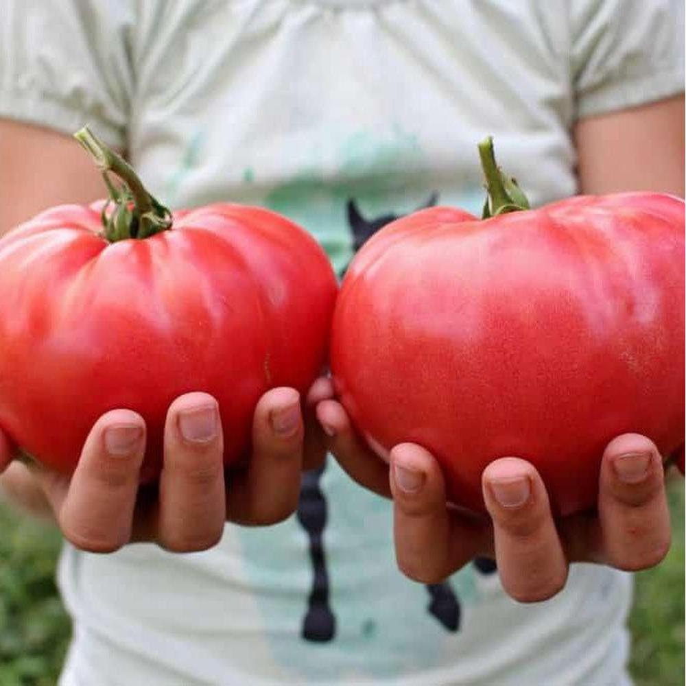 Tomato 'Heirloom Brandywine Pink' Seeds – D&H Seed Harvest Co