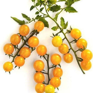 Tomato 'Broad Ripple Yellow Currant' Seeds