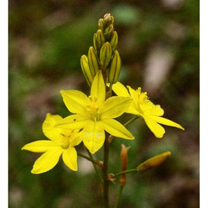 Bulbine Bulbosa 'Native Leek' Seeds