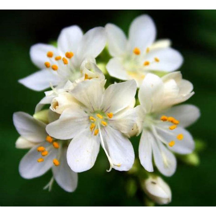 Burchardia congesta 'Milk Maids' Seeds
