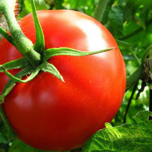 Tomato 'Burnley Sure Crop' Seeds