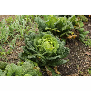 Cabbage 'Green Vertus' Seeds