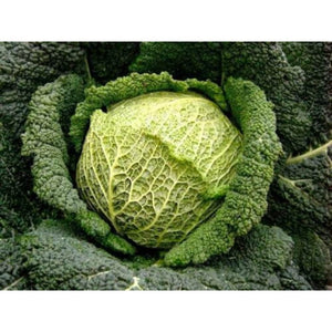 Cabbage 'Green Vertus' Seeds