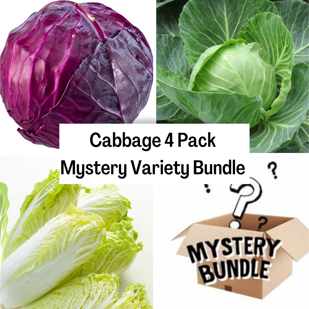 Cabbage 4 Pack Mystery Variety Bundle D H Seed Harvest Co