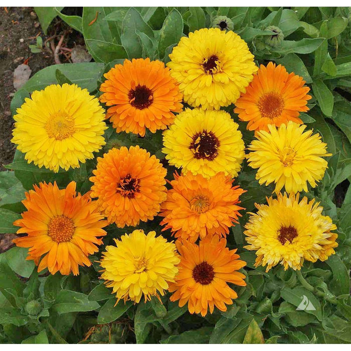 Calendula 'Pacific Beauty Mix' Seeds