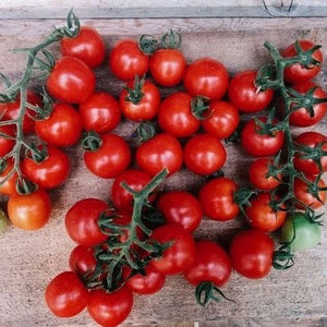 Tomato 'Cherry Camp Joy' Seeds