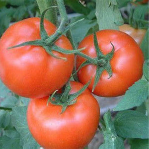 Tomato 'Canabe Super' Seeds
