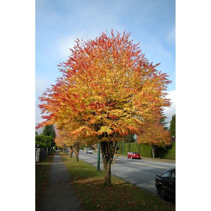 Cercidiphyllum Japonicum 'Caramel Tree' Seeds