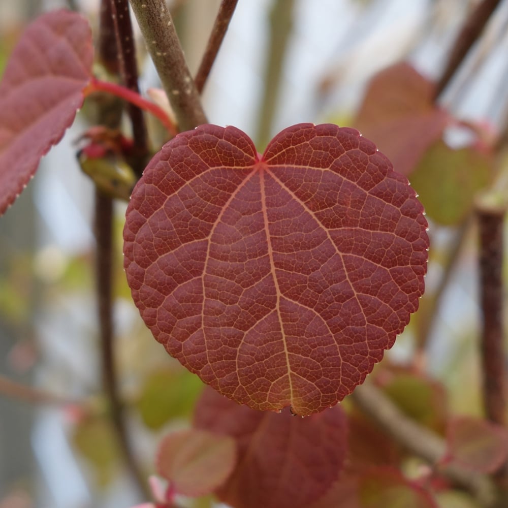 Cercidiphyllum Japonicum 'Caramel Tree' Seeds – D&H Seed Harvest Co