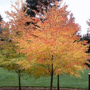 Cercidiphyllum Japonicum 'Caramel Tree' Seeds