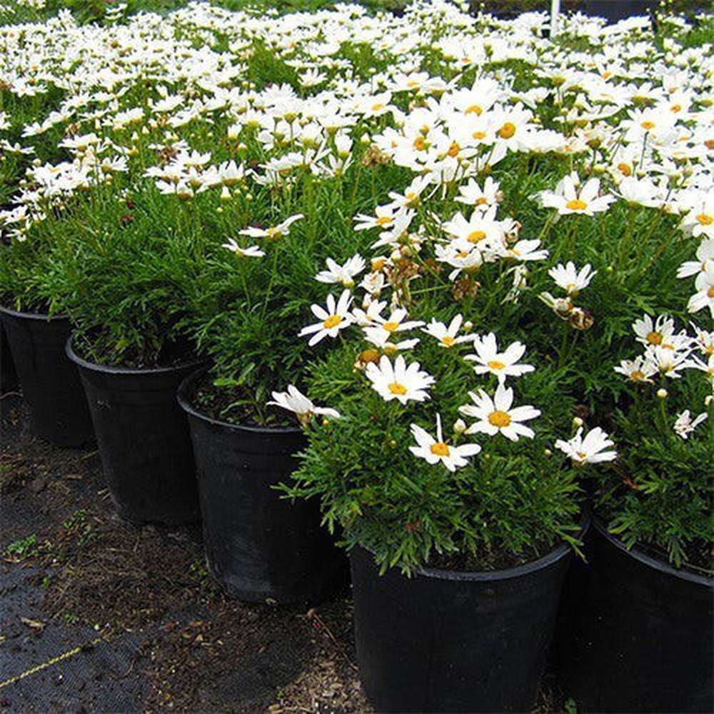 chamomile plant in pot Chamomile 'Roman' Seeds – D&H Seed Harvest Co
