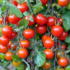 Tomato 'Cerice' Seeds