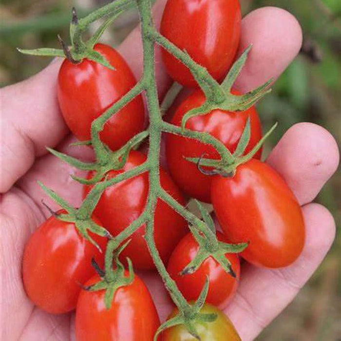 Tomato 'Cherry Roma' Seeds