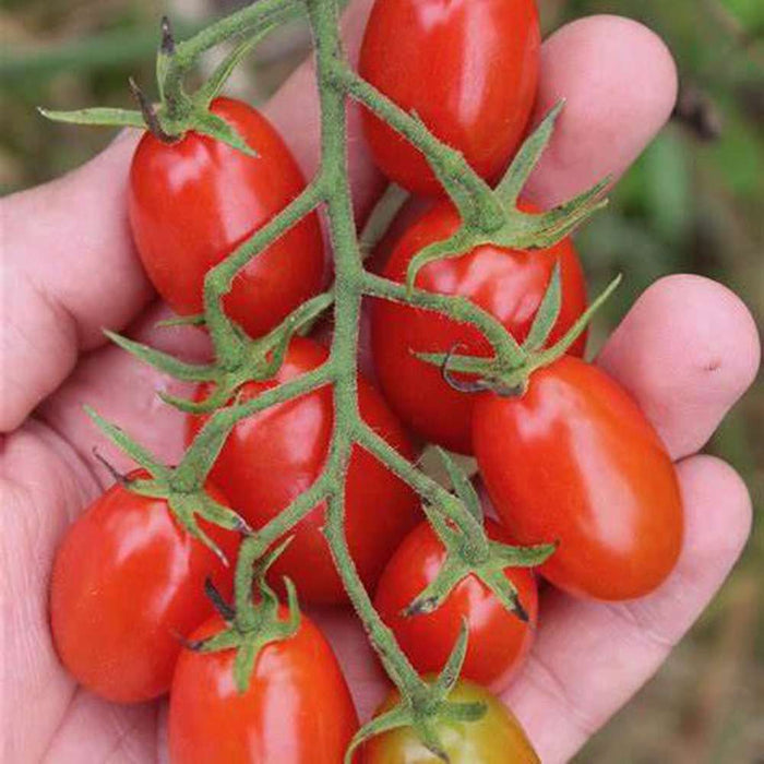 Cherry Roma Tomato 'Cherry Roma' Seeds – D&H Seed Harvest Co