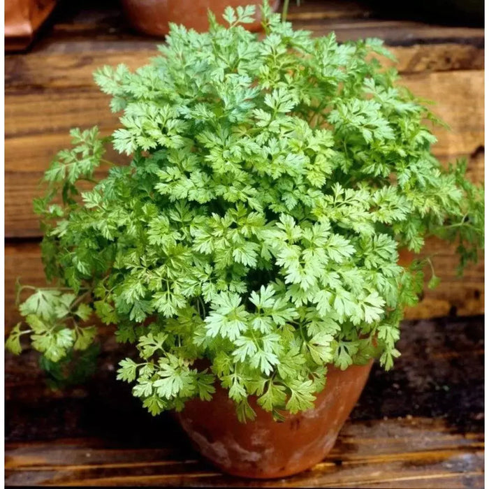 Chervil 'Winter French Pasley' Seeds