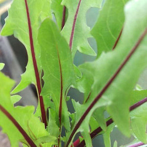 Chicory 'Red Rib' Seeds - Great For Salads!