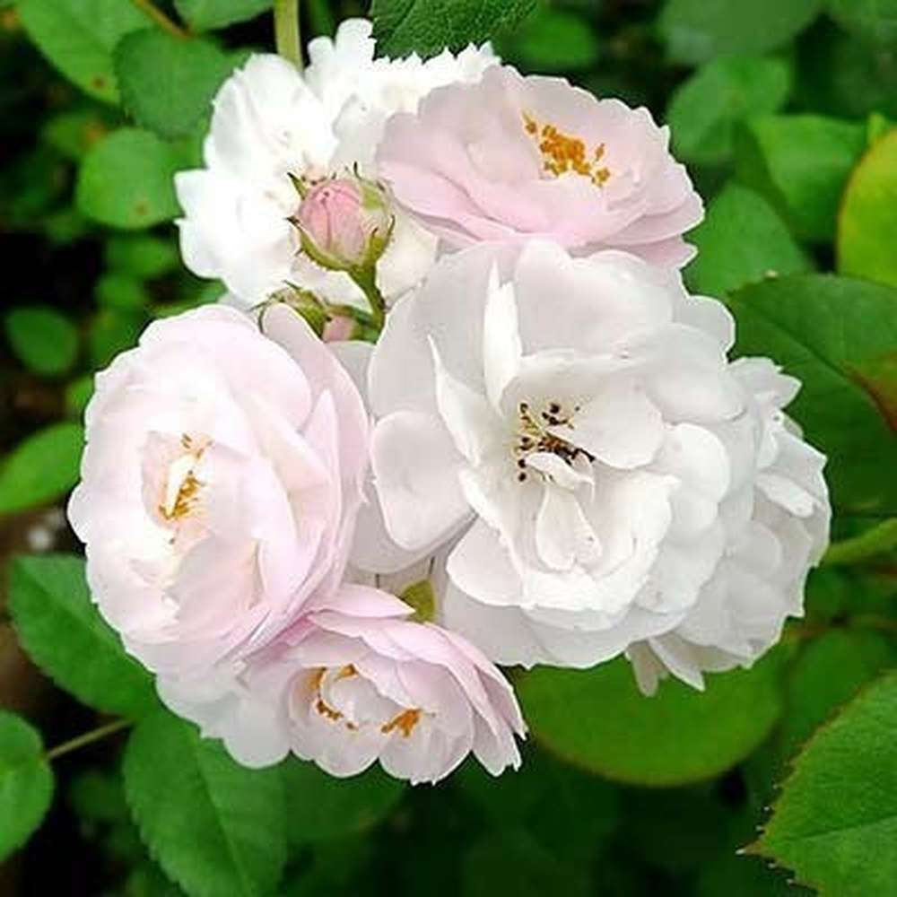 rose seeds from china Chinensis Dwarf 'China Rose Angel Wings' Seeds – D&H Seed Harvest Co