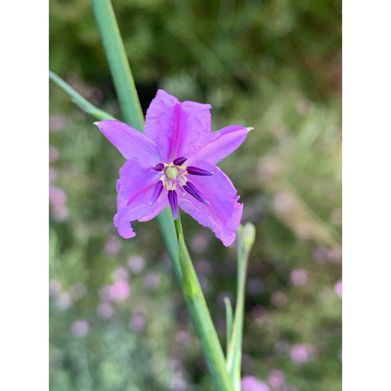 Arthropodium strictum 'Chocolate Lily' Seeds – D&H Seed Harvest Co