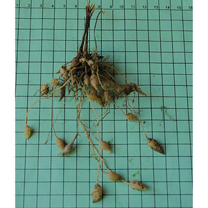 Arthropodium strictum 'Chocolate Lily' Seeds