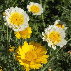 Chrysanthemum 'Double Flowered Mix' Seeds